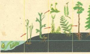 Растения - окружающий мир, эволюция, классификация Усложнение растений в процессе исторического развития